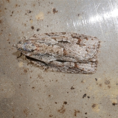 Acropolitis ergophora (A tortrix or leafroller moth) at Freshwater Creek, VIC - 7 Jun 2021 by WendyEM