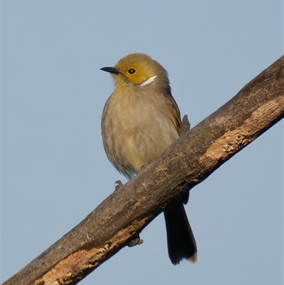 Ptilotula penicillata (White-plumed Honeyeater) at Fyshwick, ACT - 3 Sep 2024 by RomanSoroka