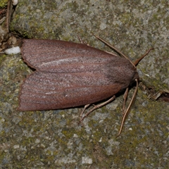 Paralaea porphyrinaria (Chestnut Vein Crest Moth) at Freshwater Creek, VIC - 12 Jun 2021 by WendyEM