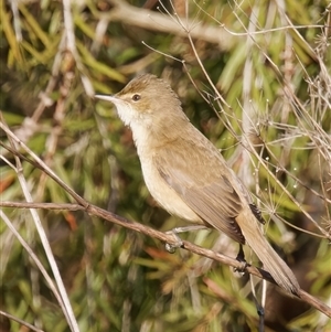 Acrocephalus australis at Fyshwick, ACT - 3 Sep 2024