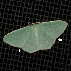 Chlorocoma dichloraria (Guenee's or Double-fringed Emerald) at Freshwater Creek, VIC - 12 Jun 2021 by WendyEM