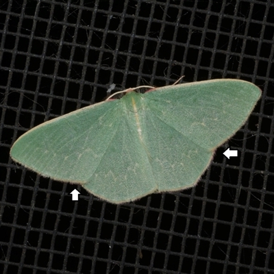 Chlorocoma dichloraria (Guenee's or Double-fringed Emerald) at Freshwater Creek, VIC - 12 Jun 2021 by WendyEM