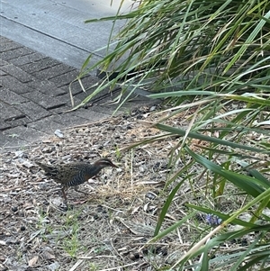 Gallirallus philippensis at Keiraville, NSW - 11 Sep 2024