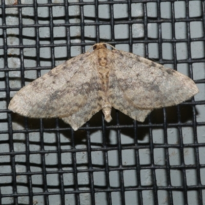 Poecilasthena scoliota (A Geometer moth (Larentiinae)) at Freshwater Creek, VIC - 12 Jun 2021 by WendyEM