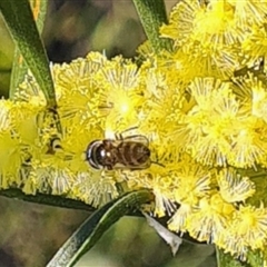 Syrphidae (family) (Unidentified Hover fly) at Yarralumla, ACT - 10 Sep 2024 by galah681