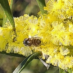 Syrphidae (family) at Yarralumla, ACT - 10 Sep 2024