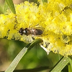 Syrphidae (family) (Unidentified Hover fly) at Yarralumla, ACT - 10 Sep 2024 by galah681