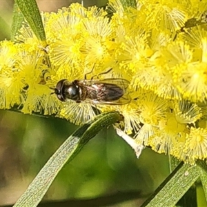 Syrphidae (family) at Yarralumla, ACT - 10 Sep 2024