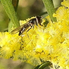 Melangyna viridiceps (Hover fly) at Yarralumla, ACT - 10 Sep 2024 by galah681