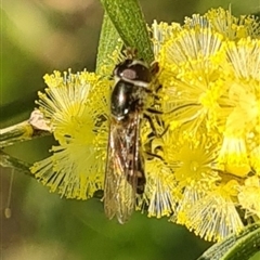 Melangyna viridiceps at Yarralumla, ACT - 10 Sep 2024