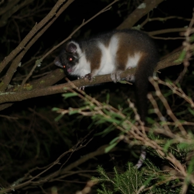 Pseudocheirus peregrinus (Common Ringtail Possum) at Freshwater Creek, VIC - 3 Jun 2021 by WendyEM