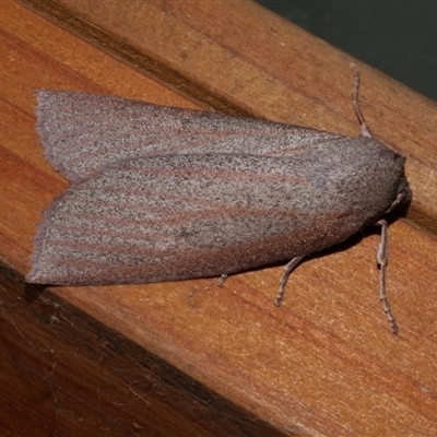 Paralaea porphyrinaria (Chestnut Vein Crest Moth) at Freshwater Creek, VIC - 7 Jun 2021 by WendyEM