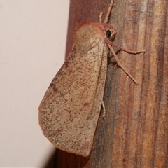 Fisera (genus) (Unidentified Fisera moths) at Freshwater Creek, VIC - 7 Jun 2021 by WendyEM