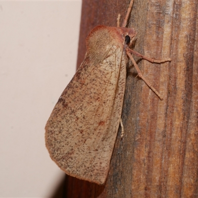 Fisera (genus) (Unidentified Fisera moths) at Freshwater Creek, VIC - 6 Jun 2021 by WendyEM