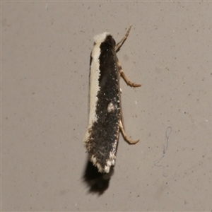 Monopis ethelella at Freshwater Creek, VIC - 16 Jun 2021 02:11 AM