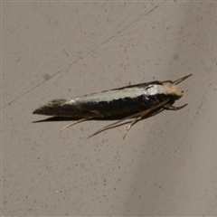 Monopis ethelella at Freshwater Creek, VIC - 16 Jun 2021 02:11 AM