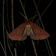 Cycloprorodes melanoxysta (Black-edged Geometrid) at Freshwater Creek, VIC - 16 Jun 2021 by WendyEM