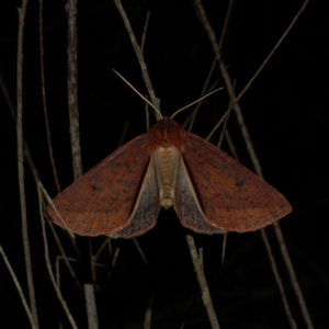 Cycloprorodes melanoxysta at Freshwater Creek, VIC - 16 Jun 2021