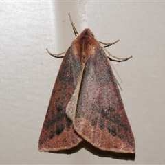 Cycloprorodes melanoxysta (Black-edged Geometrid) at Freshwater Creek, VIC - 16 Jun 2021 by WendyEM