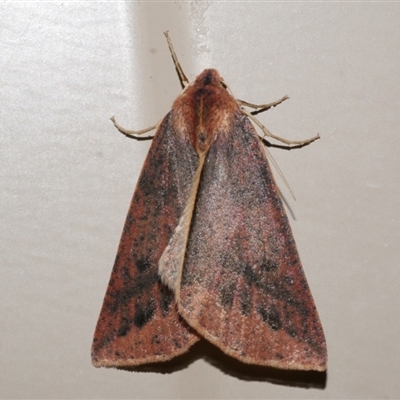 Cycloprorodes melanoxysta (Black-edged Geometrid) at Freshwater Creek, VIC - 16 Jun 2021 by WendyEM