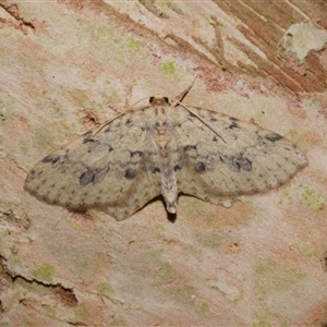 Poecilasthena scoliota at Freshwater Creek, VIC - 21 Jun 2021 10:04 PM