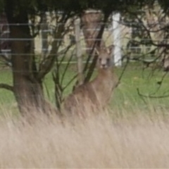 Macropus giganteus (Eastern Grey Kangaroo) at Freshwater Creek, VIC - 18 Jun 2021 by WendyEM