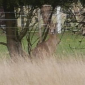 Macropus giganteus at Freshwater Creek, VIC - 18 Jun 2021 03:56 PM