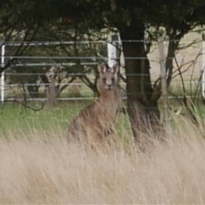 Macropus giganteus at Freshwater Creek, VIC - 18 Jun 2021 03:56 PM