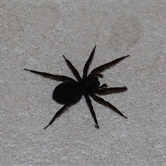 Unidentified Spider (Araneae) at Currowan, NSW - 26 May 2024 by UserCqoIFqhZ