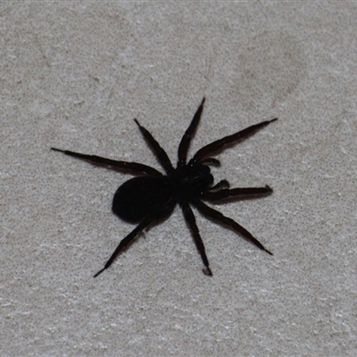 Unidentified Spider (Araneae) at Currowan, NSW - 26 May 2024 by UserCqoIFqhZ