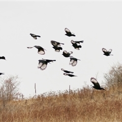Corcorax melanorhamphos (White-winged Chough) at Theodore, ACT - 16 Jul 2024 by RomanSoroka