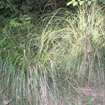 Gahnia (genus) at Currowan, NSW - 27 May 2024 by UserCqoIFqhZ
