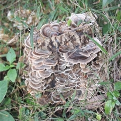 Trametes versicolor at Currowan, NSW - 9 Jun 2024 by UserCqoIFqhZ