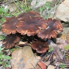 zz agaric (stem; gill colour unknown) at Currowan, NSW - 9 Jun 2024 by UserCqoIFqhZ