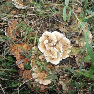 Trametes versicolor at Currowan, NSW - 13 Sep 2024 04:33 PM