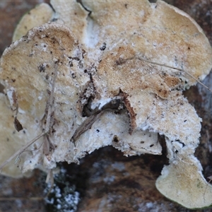 Trametes versicolor at Currowan, NSW - 13 Sep 2024