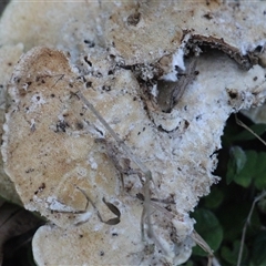 Trametes versicolor at Currowan, NSW - 13 Sep 2024