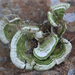 Trametes versicolor at Currowan, NSW - 13 Sep 2024 04:33 PM