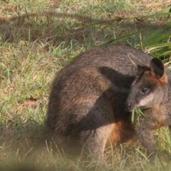 Wallabia bicolor (Swamp Wallaby) at Currowan, NSW - 13 Jun 2024 by UserCqoIFqhZ