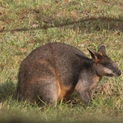 Wallabia bicolor at Currowan, NSW - 13 Jun 2024 08:31 AM