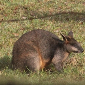 Wallabia bicolor at Currowan, NSW - 13 Jun 2024