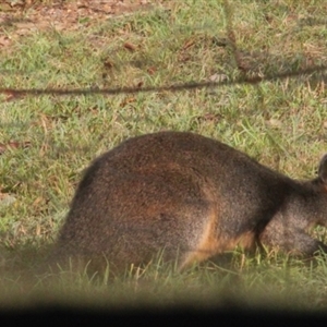 Wallabia bicolor at Currowan, NSW - 13 Jun 2024 08:31 AM