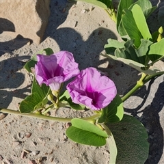 Unidentified Plant at Cable Beach, WA - 11 Sep 2024 by Mike