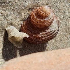 Unverified Sea Snail or Limpet (Gastropoda) at Cable Beach, WA - 11 Sep 2024 by Mike