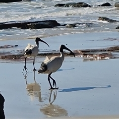 Threskiornis molucca (Australian White Ibis) at Bilingurr, WA - 11 Sep 2024 by Mike