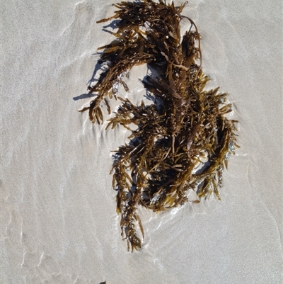 Unidentified Marine Alga & Seaweed at Bilingurr, WA - 11 Sep 2024 by Mike