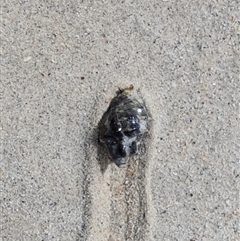 Unverified Sea Snail or Limpet (Gastropoda) at Cable Beach, WA - 11 Sep 2024 by Mike