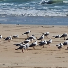 Chroicocephalus novaehollandiae (Silver Gull) at Cable Beach, WA - 11 Sep 2024 by Mike