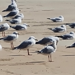 Chroicocephalus novaehollandiae at Cable Beach, WA - 11 Sep 2024