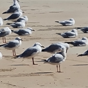 Chroicocephalus novaehollandiae at Cable Beach, WA - 11 Sep 2024